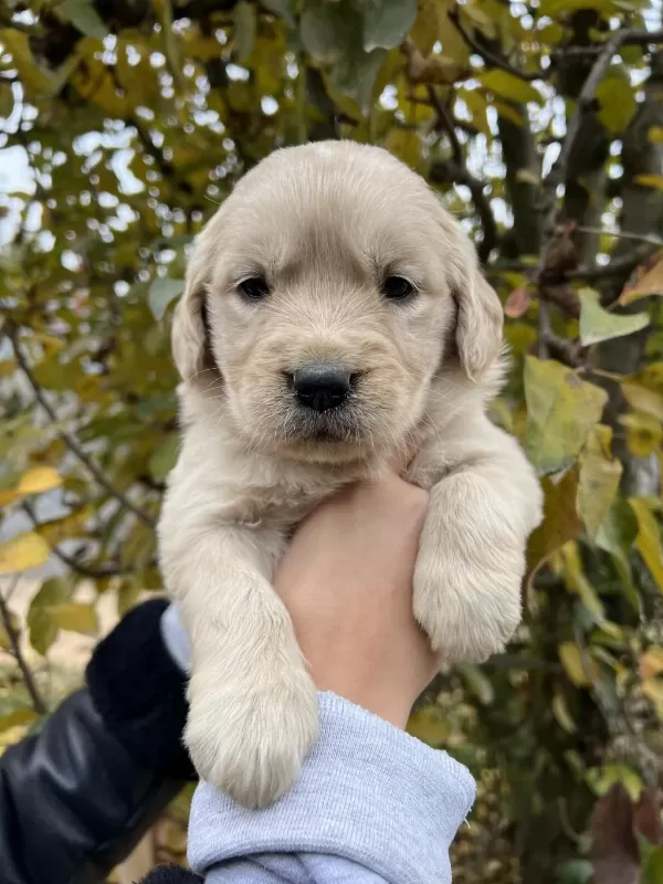 Bebek Yüzlü Golden Retriever Yavrular