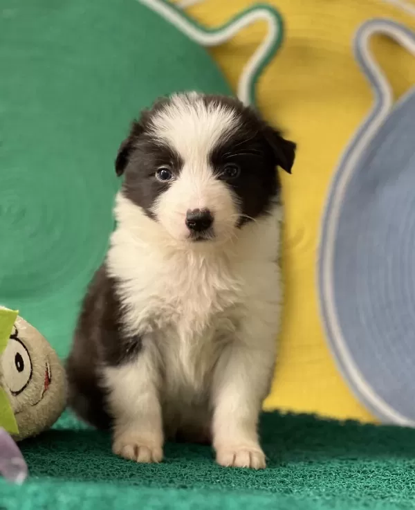Zeka Küpü Border Collie Yavrular