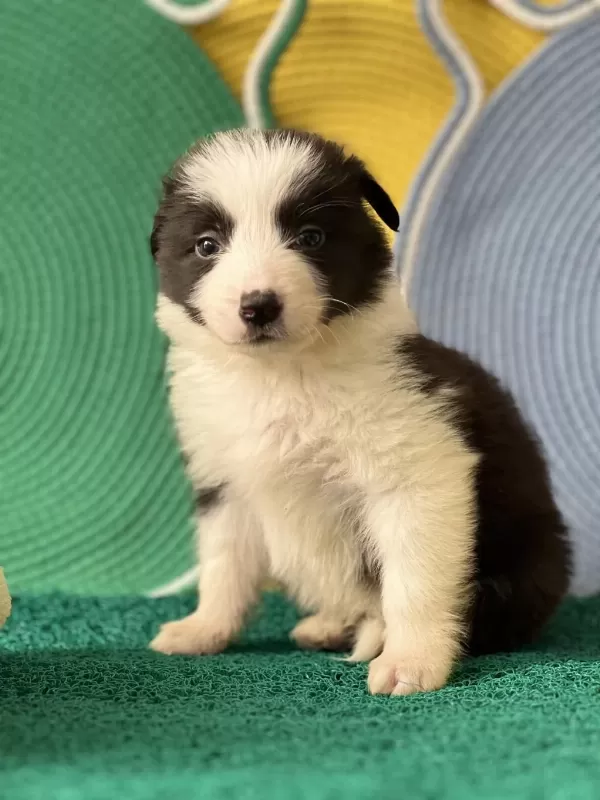Zeka Küpü Border Collie Yavrular