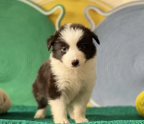 Zeka Küpü Border Collie Yavrular