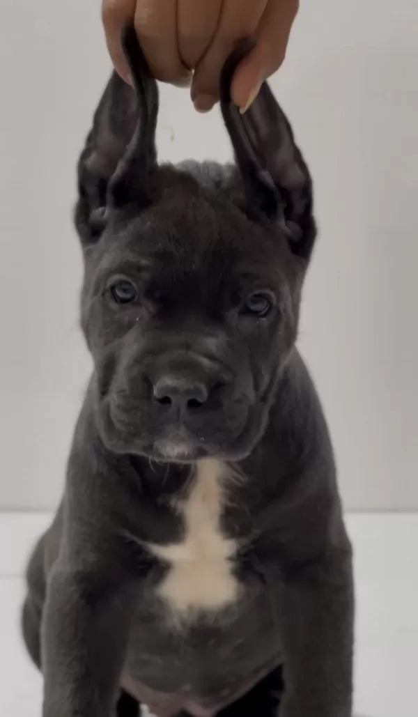 Harika Anatomi Cane Corso Yavrular