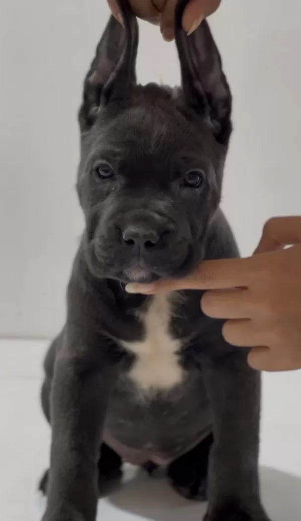 Harika Anatomi Cane Corso Yavrular