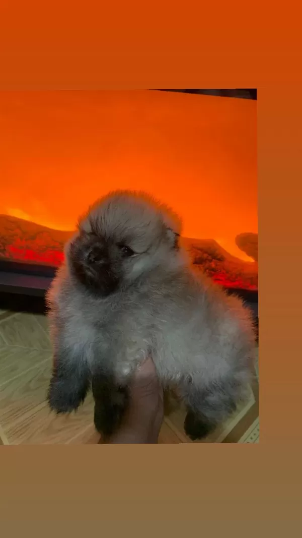 Pomeranian Boo Erkek Teacup Ayicik