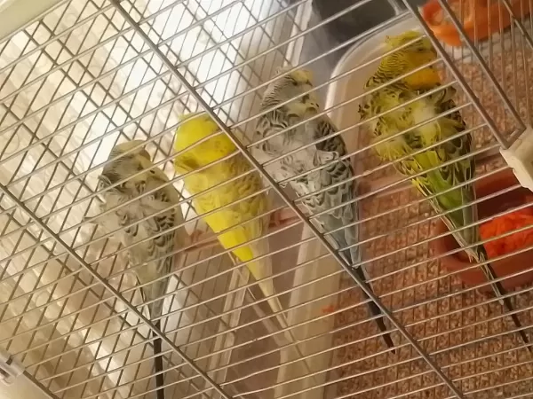 Üst Düzey Kan Hattı Sağlam Japones Muhabbet Kuşu Takım