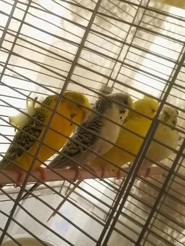 Üst Düzey Kan Hattı Sağlam Japones Muhabbet Kuşu Takım
