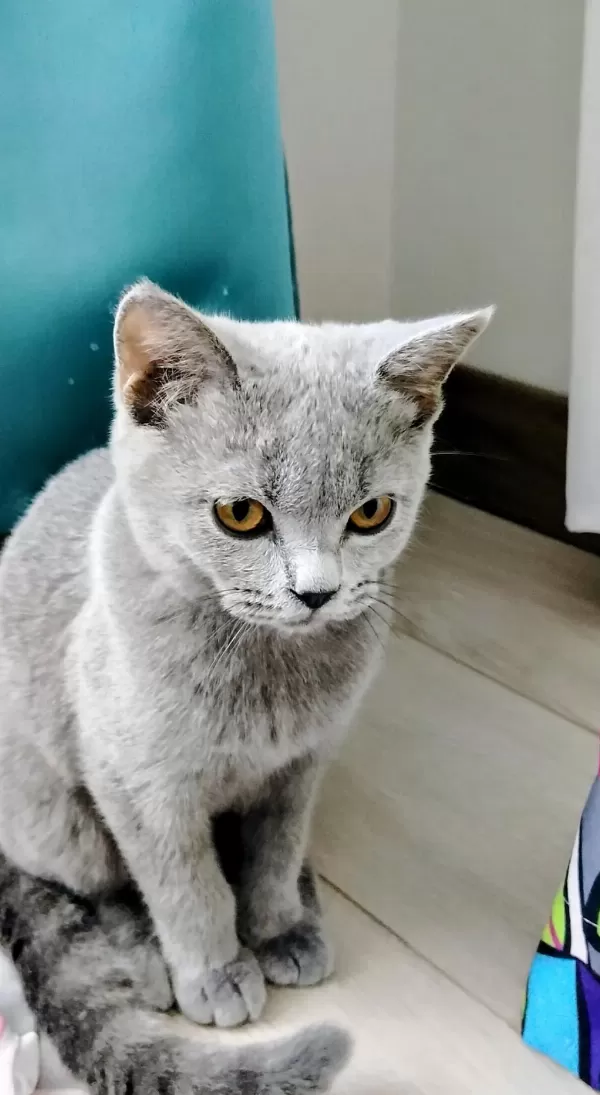 Uysal Erkek British Shorthair