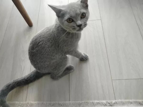 Uysal Erkek British Shorthair