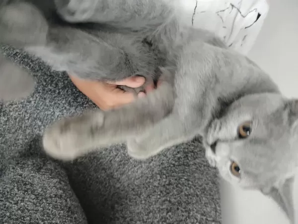 Uysal Erkek British Shorthair