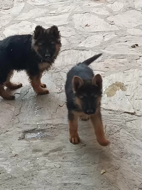 Alman Kurdu Yavrularım Sağlık Garantili