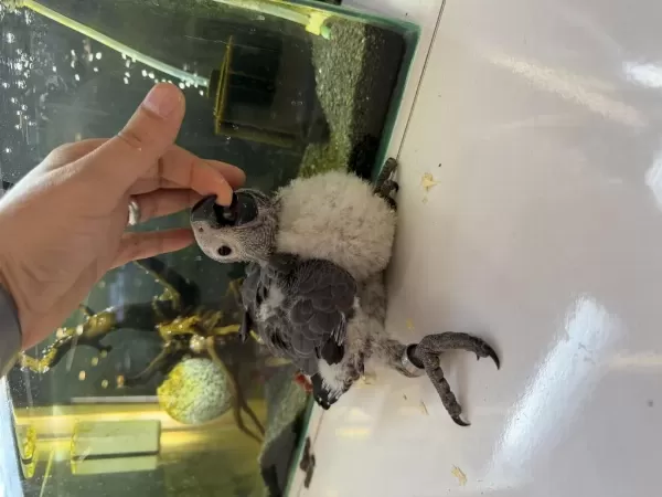 El Besleme Jako Papağani