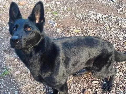 Siyah Workingline Özel Alman Kurdu