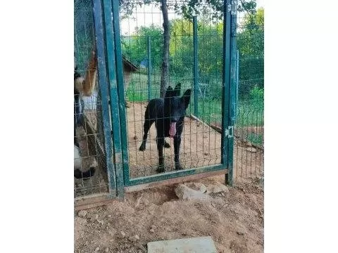 Siyah Workingline Özel Alman Kurdu