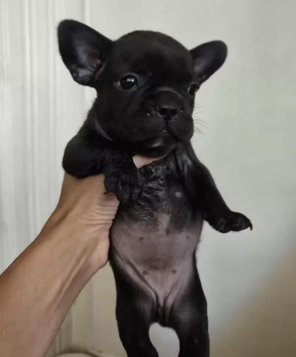 French Bulldog Yavruları Sağlık Garantili