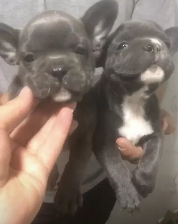 French Bulldog Yavruları Sağlık Garantili