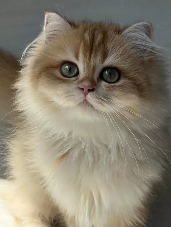 Erkek Kedimiz Kısır Değil Cy12