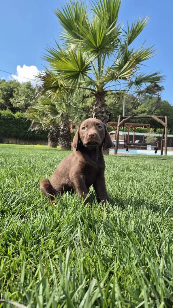 Mükemmel Cholate Labrador Yavruları