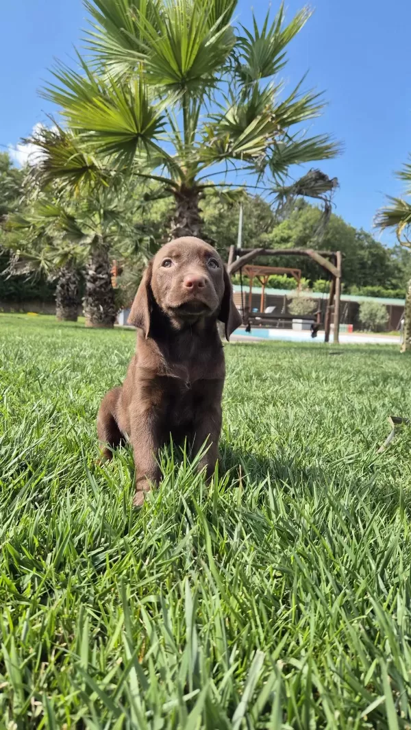 Mükemmel Cholate Labrador Yavruları