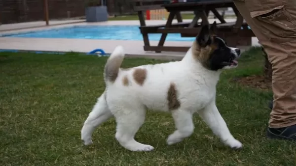 %100 Safkan Akita Yavruları Sağlık Ve İrk Garantili