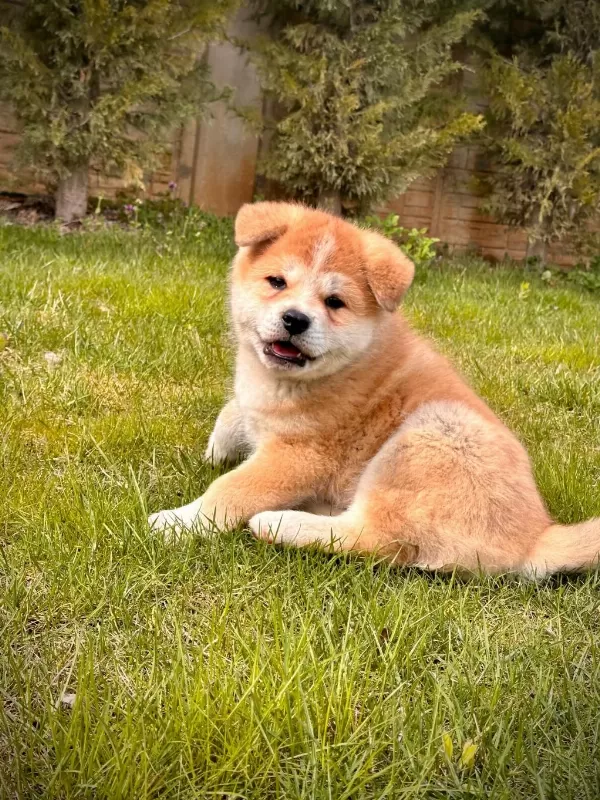 %100 Safkan Akita Yavruları Sağlık Ve İrk Garantili