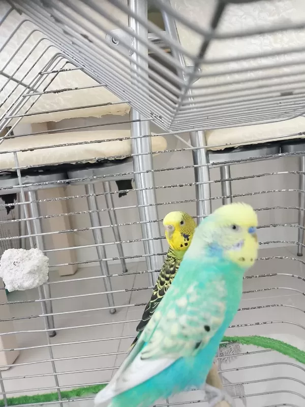 Cins Çift Yavrulu Yumurtali Muhabbet Kuşu Takimi