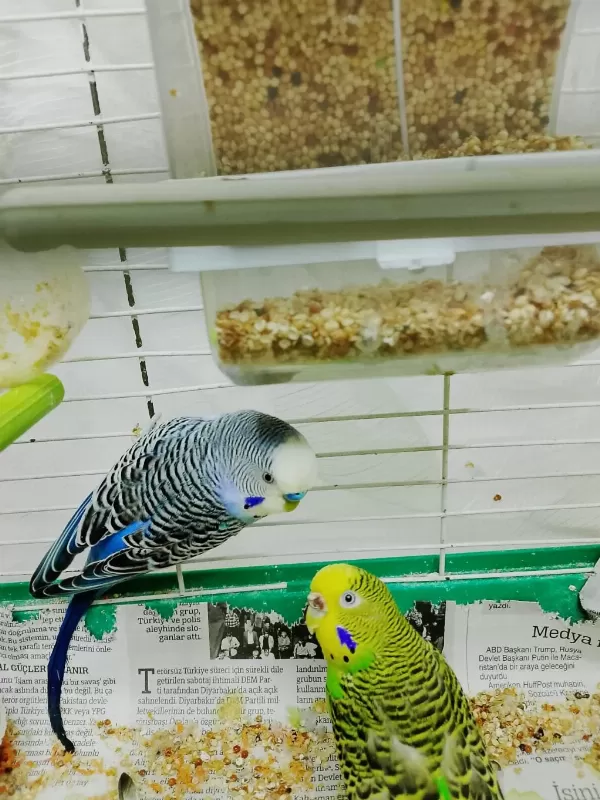 Cins Çift Yavrulu Yumurtali Muhabbet Kuşu Takimi