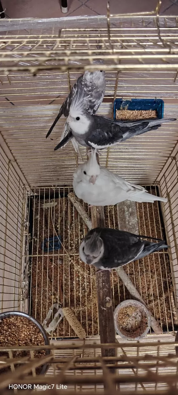 Dişi Erkek Mevcut Sultan Papağanı