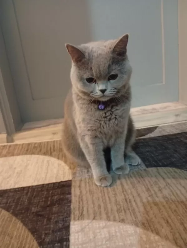 Güzel Kedim British Shorthair