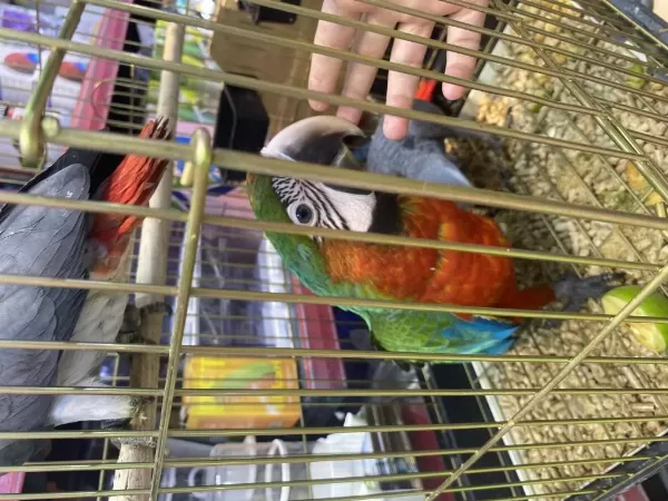 Harley Queen El Besleme Macaw