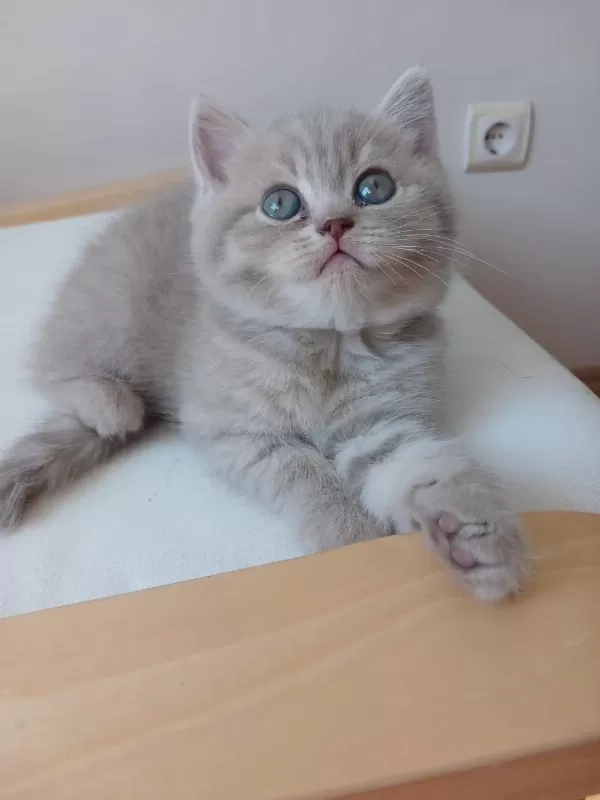 British Shorthair 2 Aylık Dişi