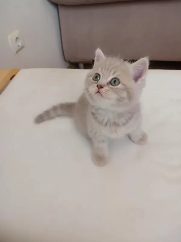 British Shorthair 2 Aylık Dişi