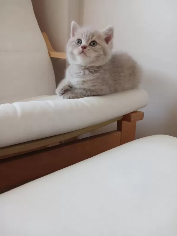 British Shorthair 2 Aylık Dişi