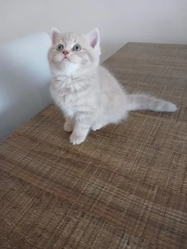 British Shorthair 2 Aylık Dişi
