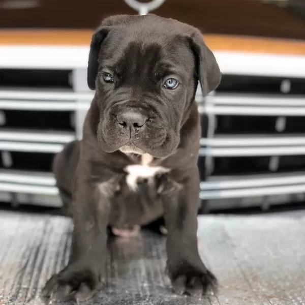 İrk Garantili Cane Corso Yavrulari