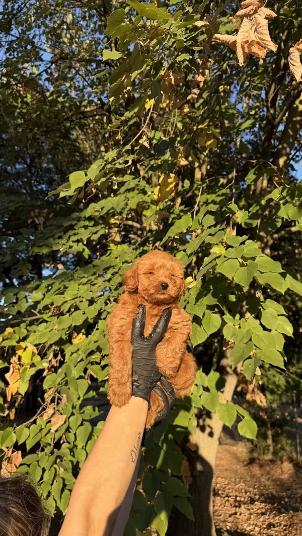 Red Brown Maltipoo Yavrumuz Yeni Yuvasina Hazid