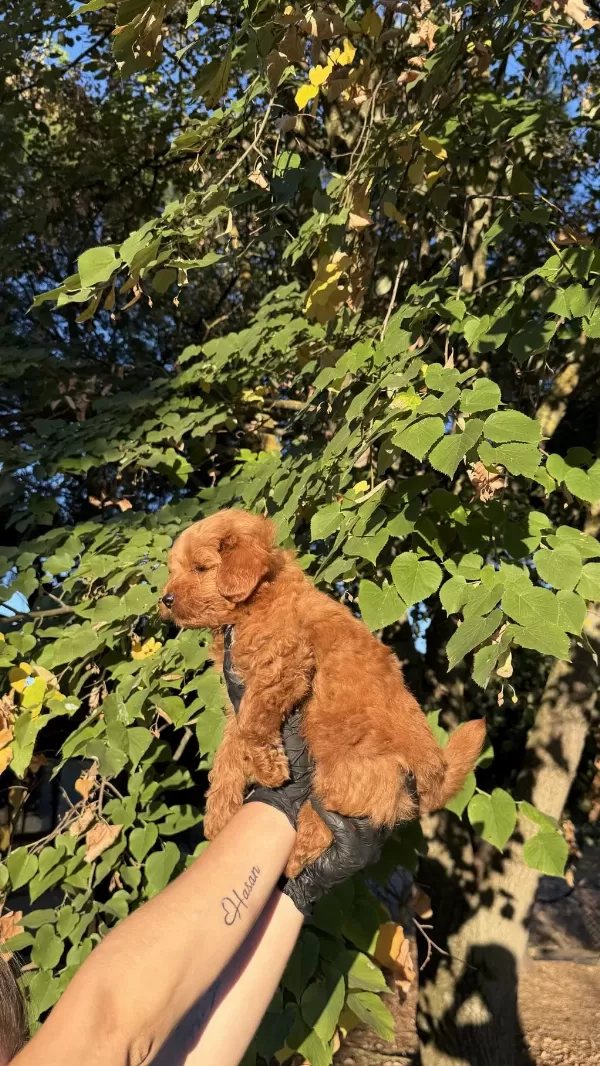 Red Brown Maltipoo Yavrumuz Yeni Yuvasina Hazid