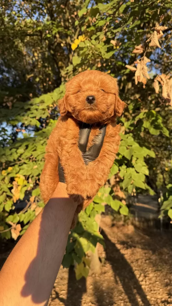 Red Brown Maltipoo Yavrumuz Yeni Yuvasina Hazid