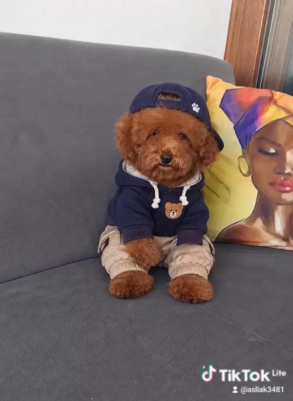 Toy Poodle Erkek Yavru Kedimiz