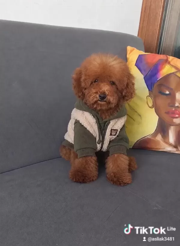 Toy Poodle Erkek Yavru Kedimiz