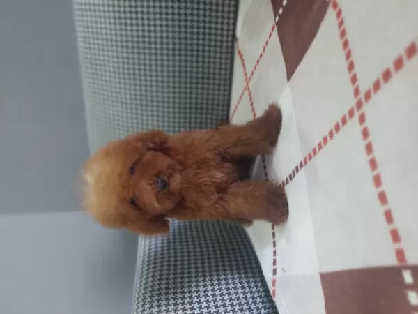 Toy Poodle Erkek Yavru Kedimiz