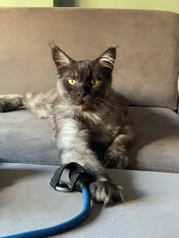 Maine Coon Sahiplendirilecektir