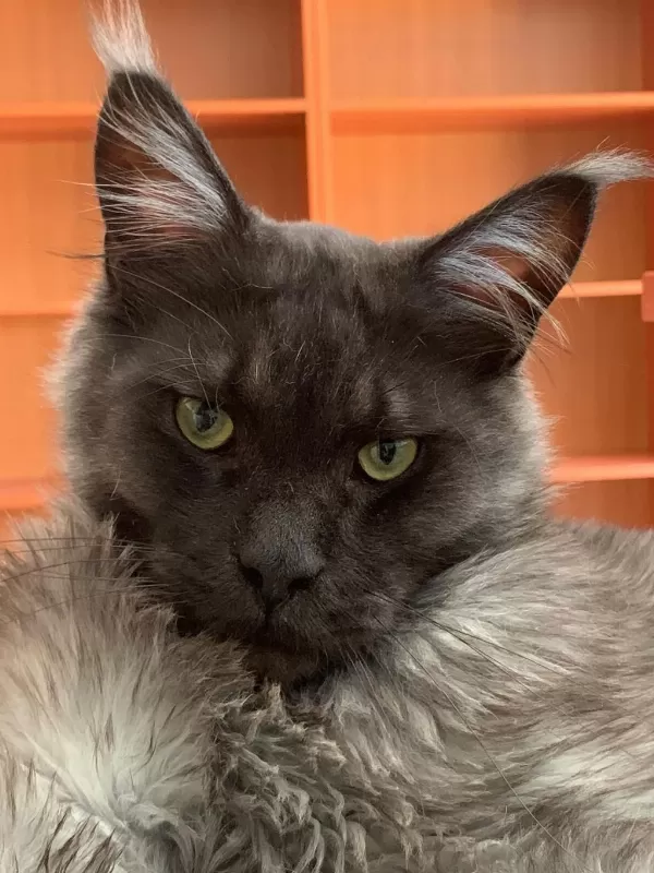Maine Coon Sahiplendirilecektir