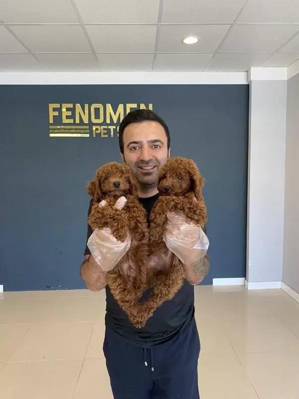 Toy Poodle Yavrular Her İle Ayni Gün Gönderilir