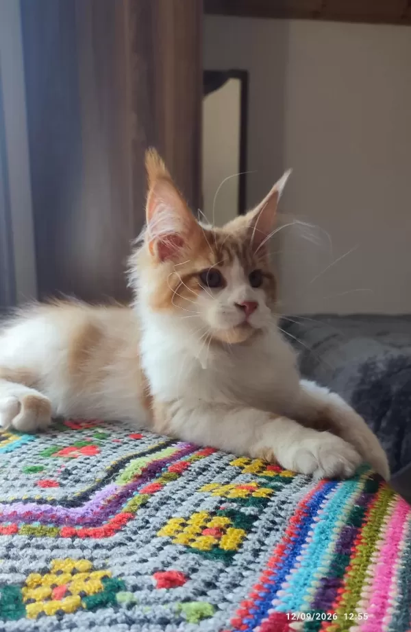 Dernek Kayıtlı Eksiksiz Safkan Şecereli Maine Coon