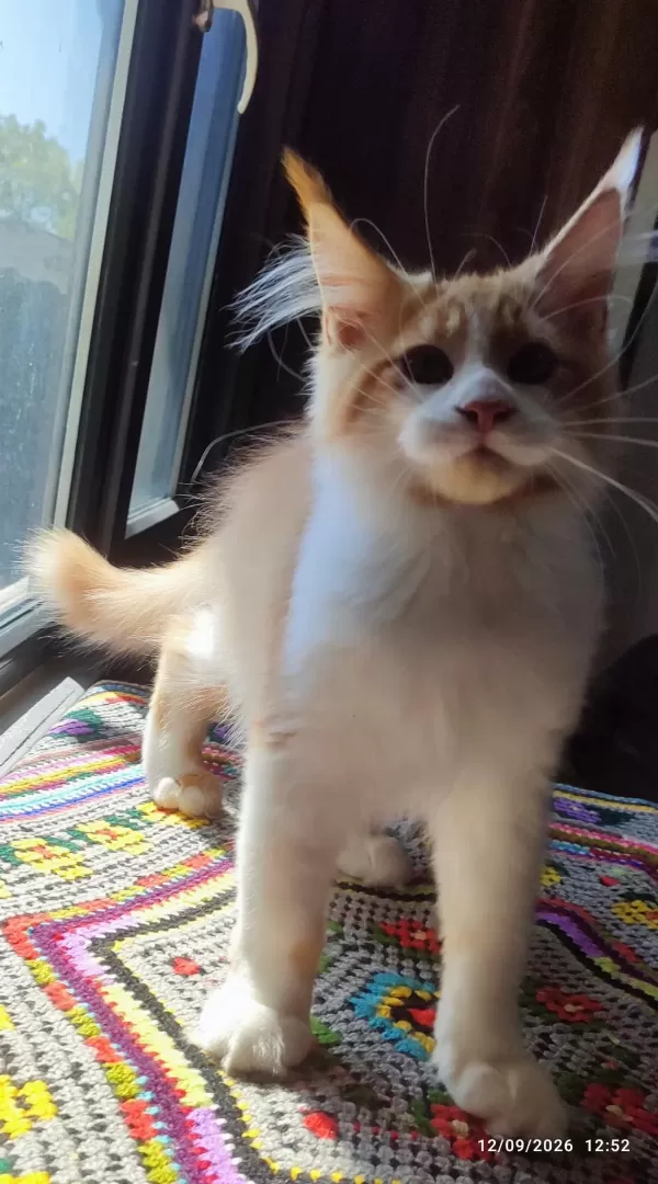 Dernek Kayıtlı Eksiksiz Safkan Şecereli Maine Coon