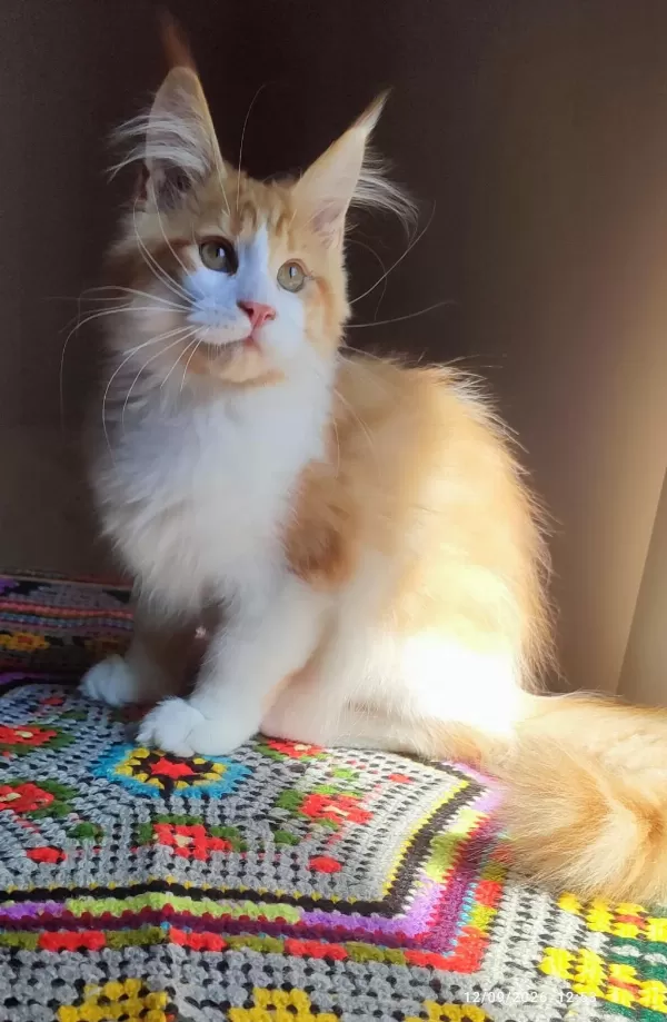 Dernek Kayıtlı Eksiksiz Safkan Şecereli Maine Coon
