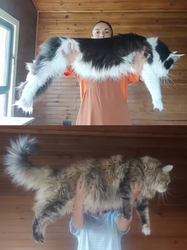 Dernek Kayıtlı Eksiksiz Safkan Şecereli Maine Coon