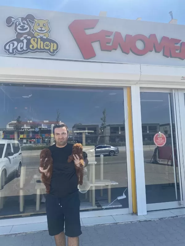 Toy Poodle Yavrular Her İle Aynı Gün Teslim