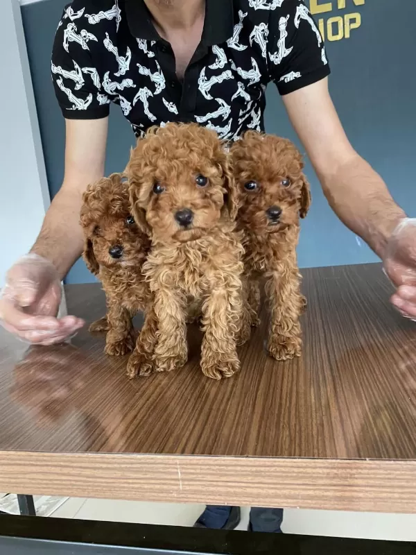 Toy Poodle Yavrular Her İle Aynı Gün Teslim
