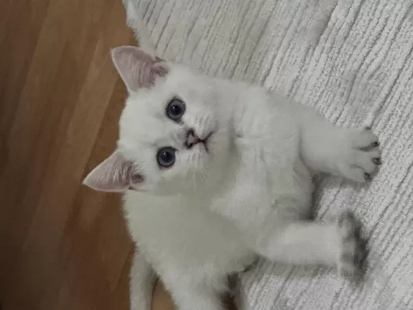 British Shorthair Beyaz Erkek