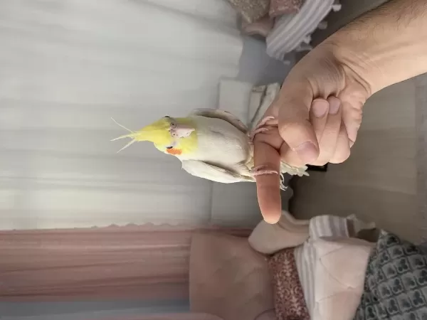 Erkek Yavru Sultan Papağanı